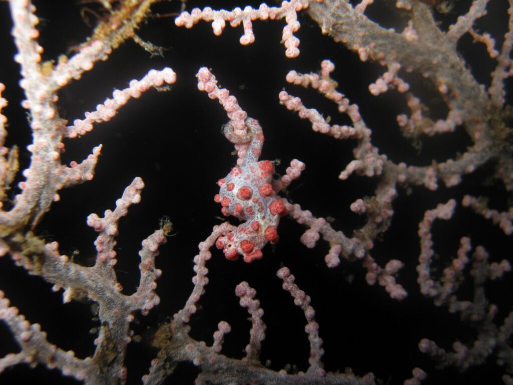 Schwangeres Seepferdchen