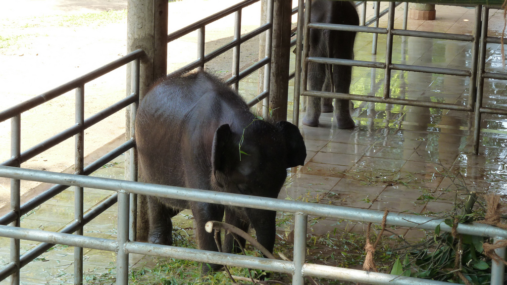 Baby Elefant