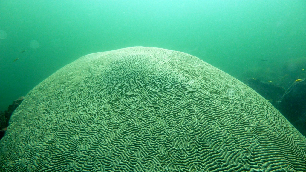 Eine der größten Hirnkorallen