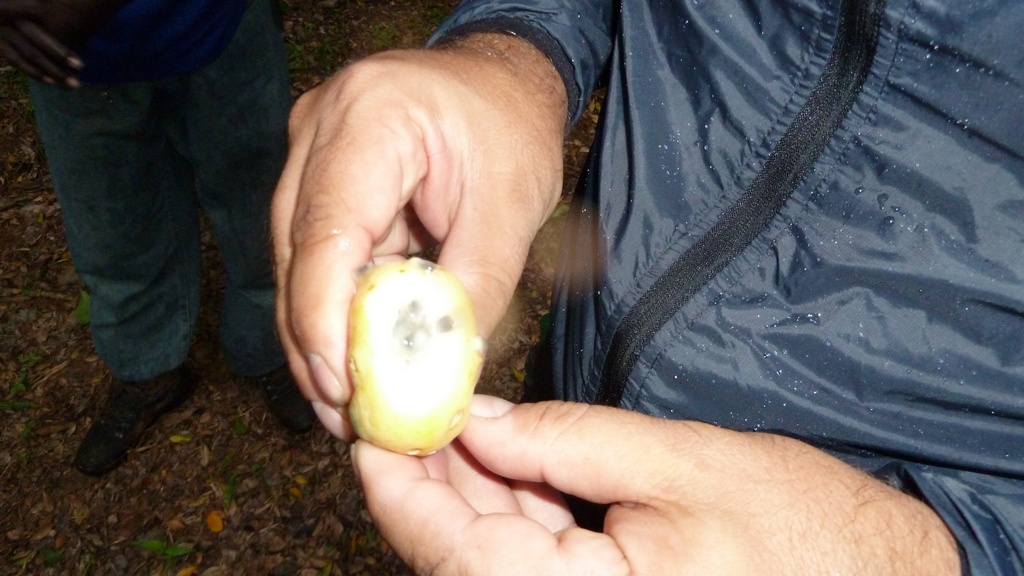 Frucht als Wasserspender
